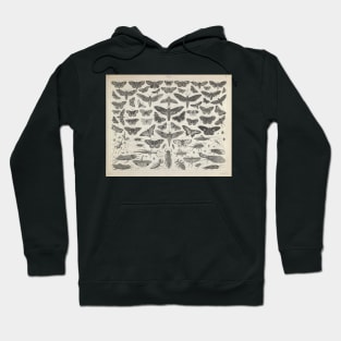 Moth / Insect Illustrated Guide - Vintage Illustration Hoodie